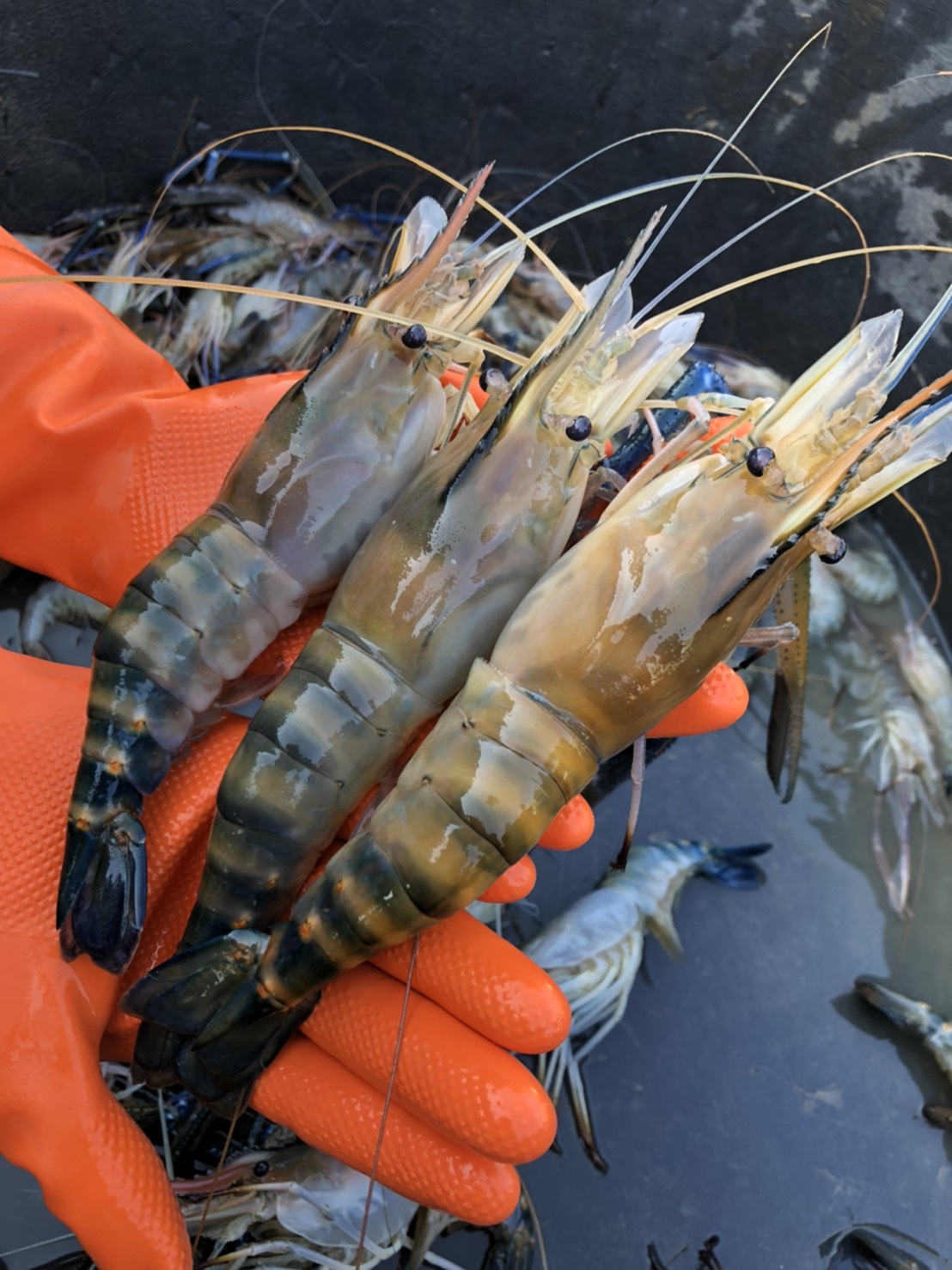มหกรรมกุ้งยักษ์ นครนายก ใหญ่ที่สุดในโลก..คลิก