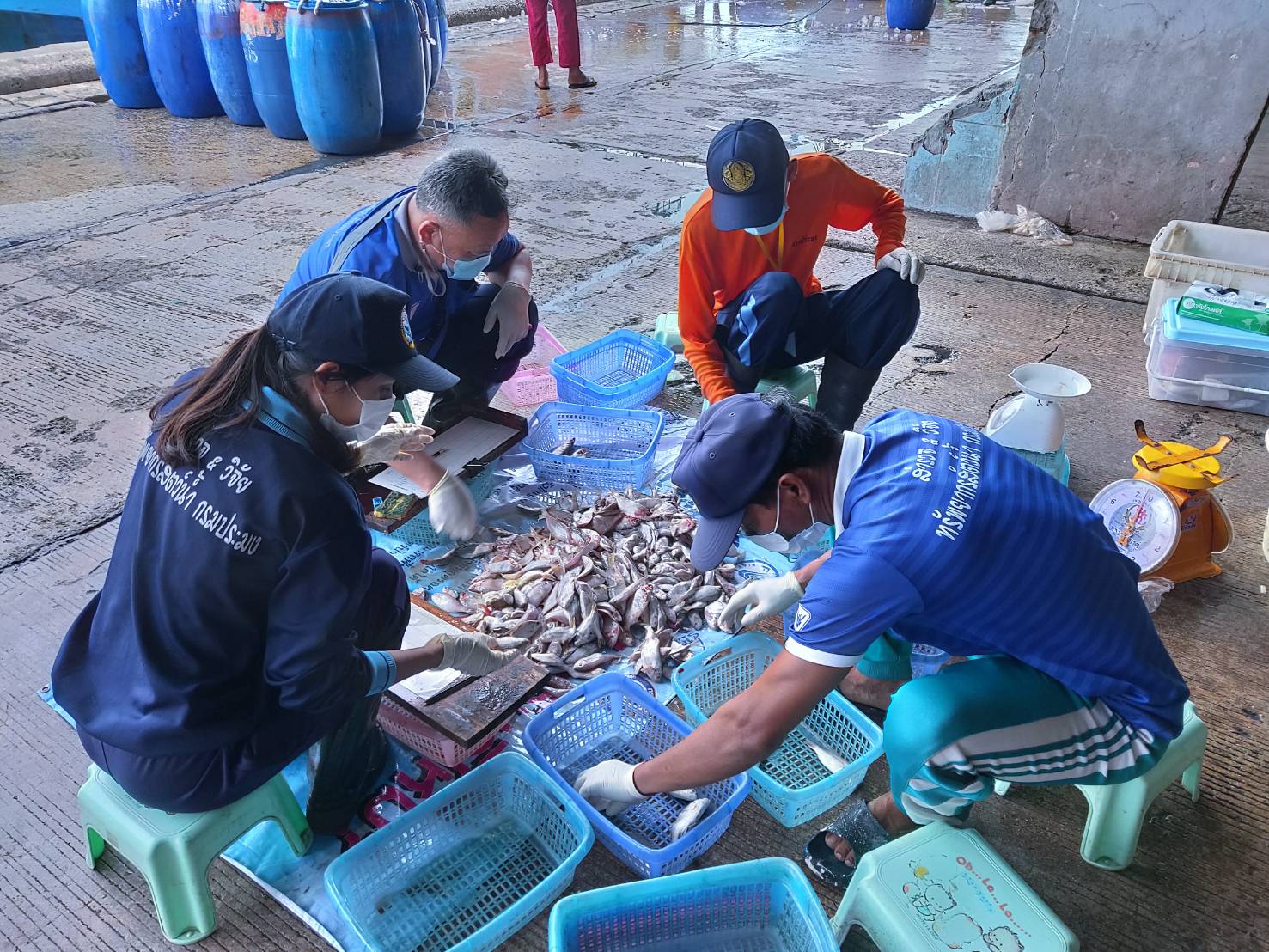 เมื่อวันที่ 12-14 มกราคม พ.ศ. 2564 เจ้าหน้าที่ศูนย์วิจัยและพัฒนาประมงทะเลสงขลา  เก็บรวบรวมสภาวะการประมงจากเรือประมงอวนลากแผ่นตะเฆ่ที่ท่าเทียบเรือประมงจังหวัดสงขลา อ.เมือง จ.สงขลา  เรืออวนลากแผ่นตะเฆ่ขนาดมากกว่า 30 ตันกรอส แต่ไม่ถึง 60 ตันกรอส จำนวน 2 ลำ..คลิก