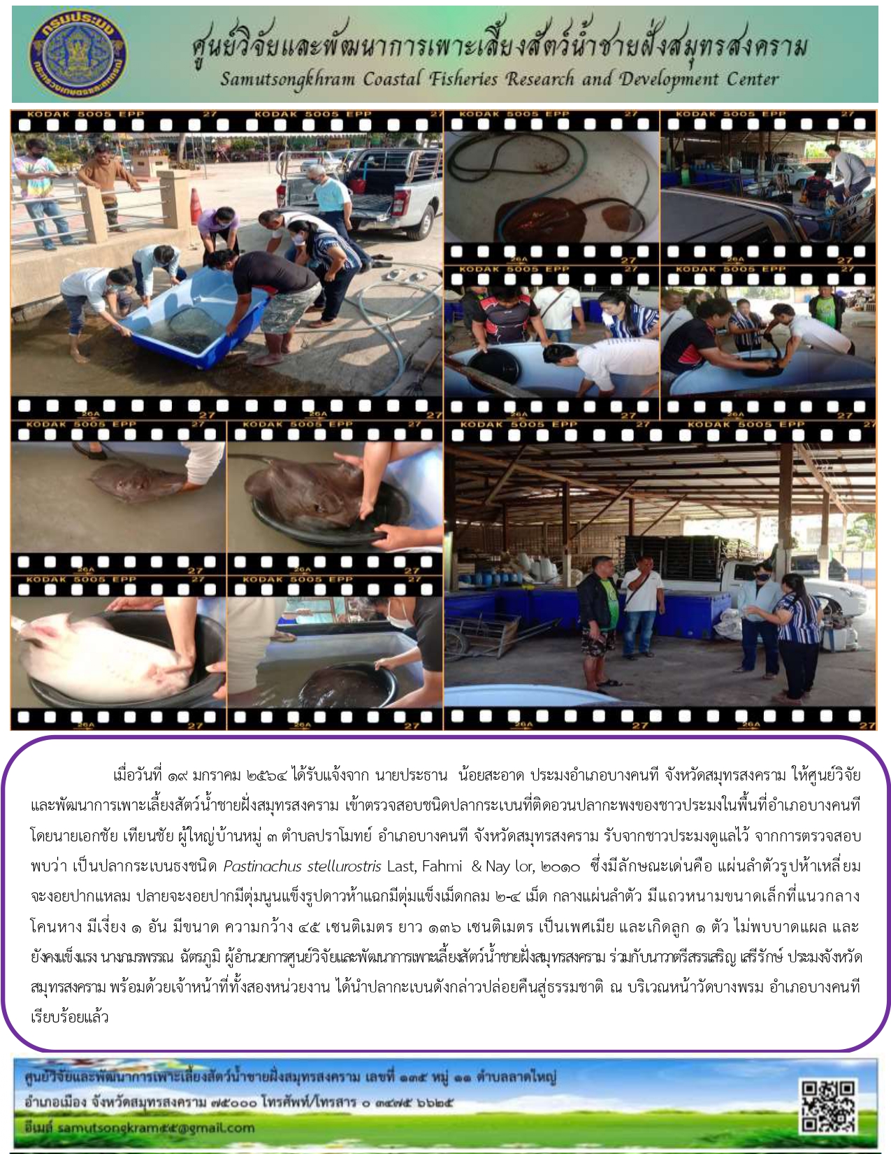 ปล่อยปลากระเบนคืนสู่ธรรมชาติ