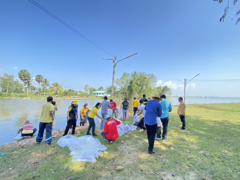 สนับสนุนพันธุ์ปลากินพืช เพื่อปล่อยลงสู่ทะเลสาบสงขลา พื้นที่จังหวัดพัทลุง..คลิก
