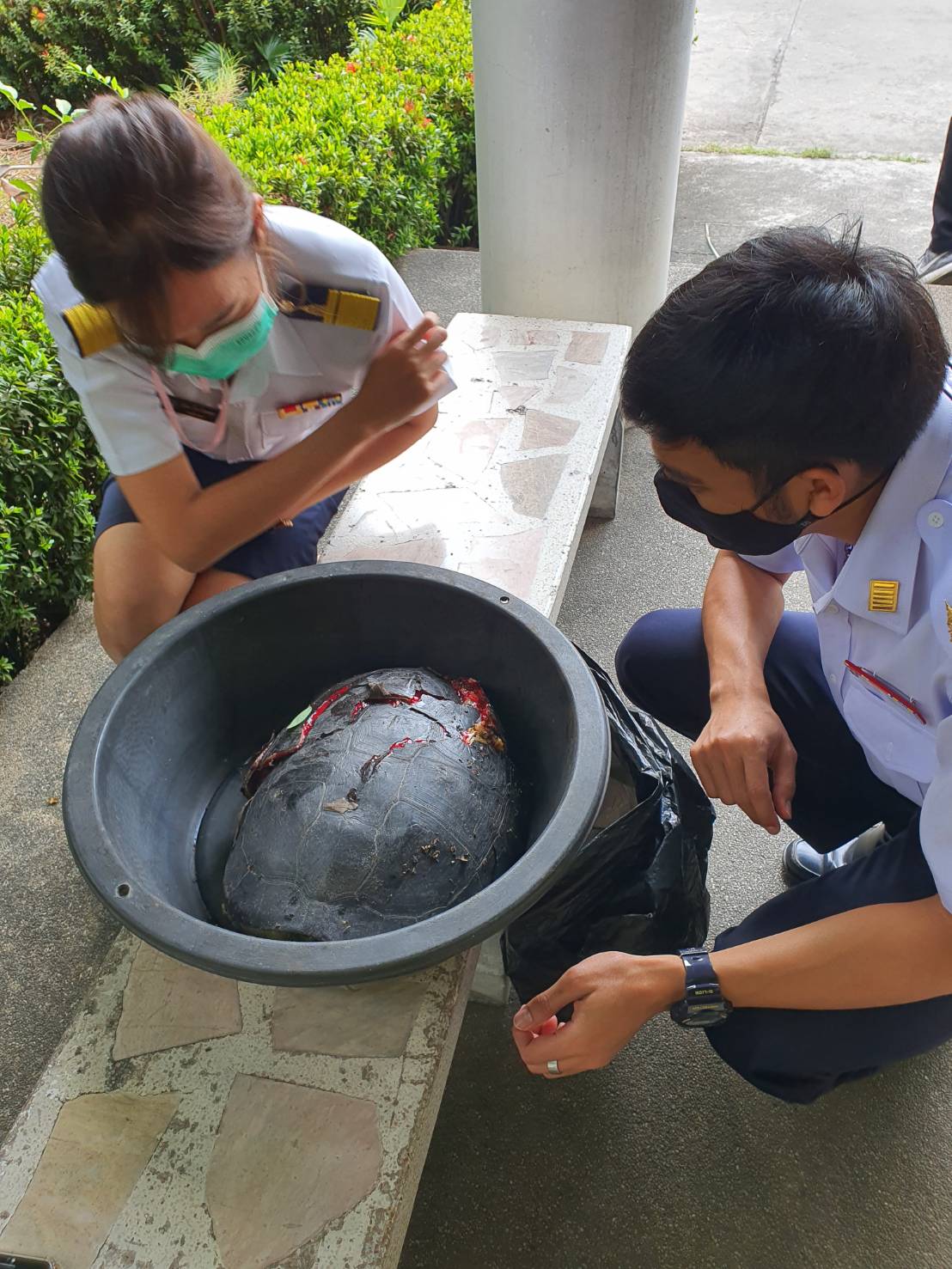 (อ.บางกรวย) การช่วยเหลือและรักษาเต่าถูกรถชน @ต.บางขนุน อ.บางกรวย จ.นนทบุรี..คลิก