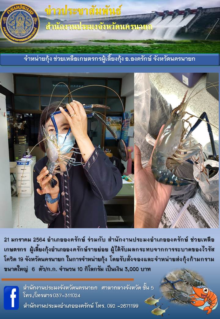 จำหน่ายกุ้งช่วยเหลือเกษตรกรผู้เลี้ยงกุ้ง อำเภอ องครักษ์ จังหวัด นครนายก..คลิก