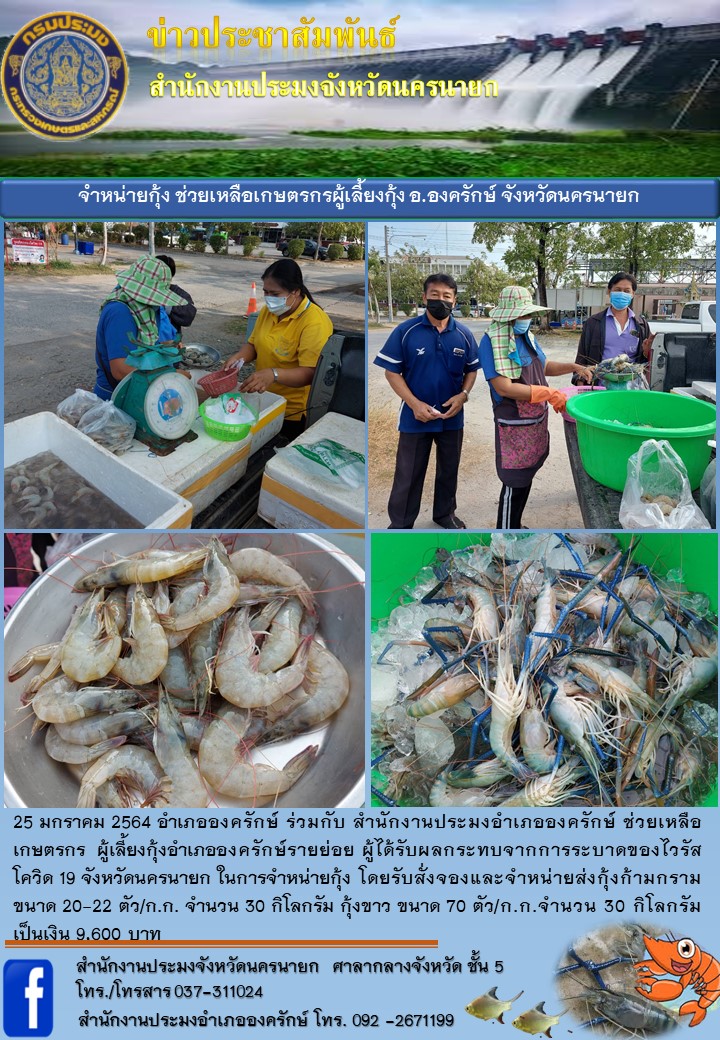 จำหน่ายกุ้งช่วยเหลือเกษตรกรผู้เลี้ยงกุ้ง อำเภอองครักษ์ จังหวัดนครนายก..คลิก