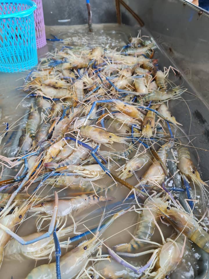 จังหวัดราชบุรีช่วยเหลือเกษตรกรโดยจัดหาสถานที่ให้เกษตรกรผู้ได้รับผลกระทบจากสถานการณ์การแพร่ระบาดไวรัส โควิด-19..คลิก