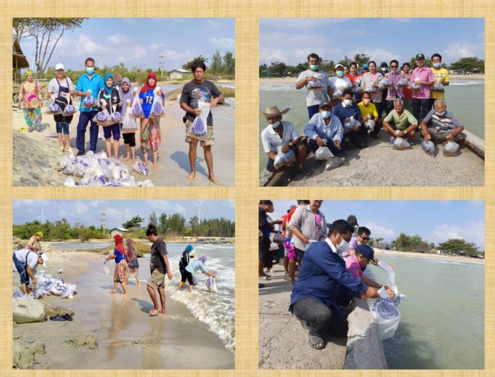 ศูนย์วิจัยและพัฒนาการเพาะเลี้ยงสัตว์น้ำชายฝั่งสงขลาร่วมกับสมาคมประมงพื้นบ้านหัวไทรและธนาคารปูม้าบ้านเลค่าย ร่วมปล่อยพันธุ์กุ้งกุลาดำ..คลิก