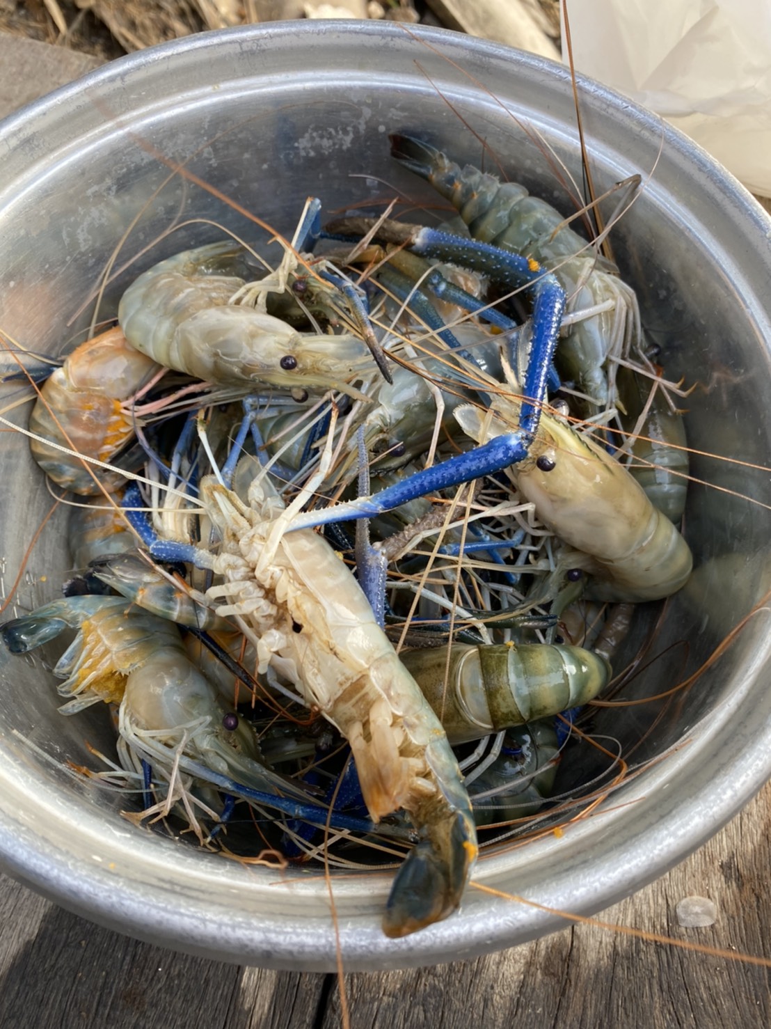 ตรวจสอบกุ้งเน่า..คลิก
