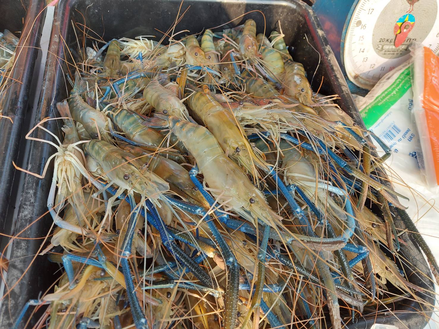 เริ่มแล้ววันนี้มหกรรมกุ้งนครนายก ถูกๆ สดๆ  กุ้งแม่น้ำตัวใหญ่ๆ กุ้งขาวเนื้อแน่นๆ..คลิก