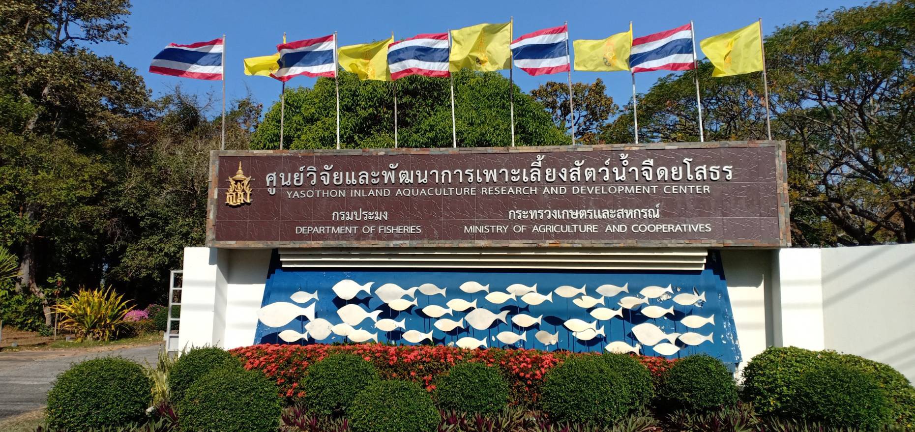 แบรนเนอร์-8 ศพจ.ยโสธร..คลิก