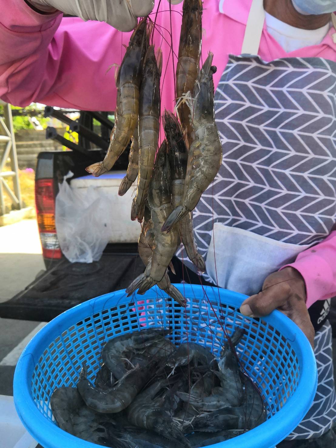 มหกรรมกุ้งนครนายก วันนี้ก็มีนะ กุ้งถูกๆ กุ้งสดๆ..คลิก