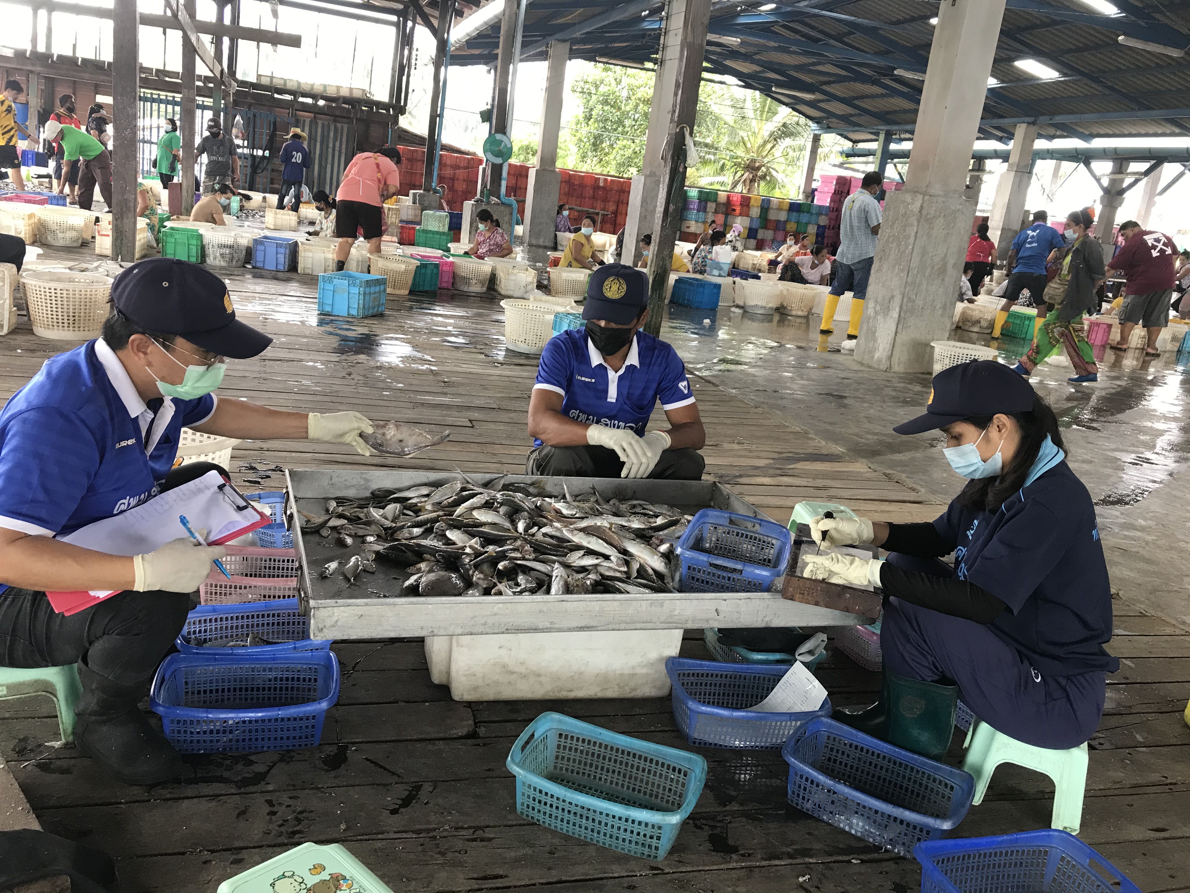 เมื่อวันที่ 19-21 มกราคม พ.ศ. 2564 เจ้าหน้าที่ศูนย์วิจัยและพัฒนาประมงทะเลสงขลา  ออกปฏิบัติงานเก็บรวบรวมสภาวะการประมงจากเรืออวนล้อมจับ ที่แพปลาเอกชน อำเภอขนอม  จังหวัดนครศรีธรรมราช โดยเก็บรวบรวมข้อมูลจากเรืออวนล้อมซั้ง จำนวน 3 ลำ..คลิก