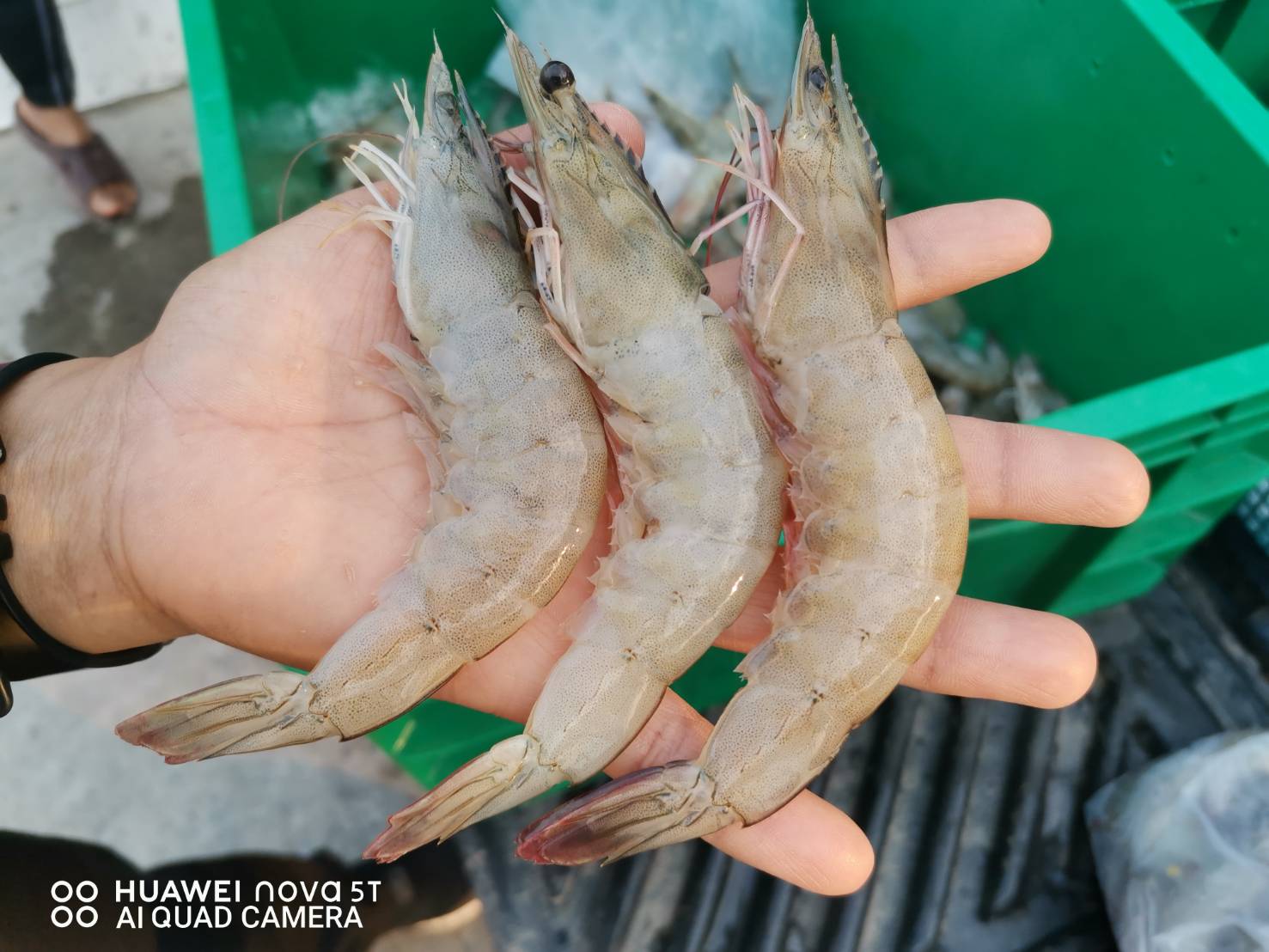 กุ้งสดๆ แบบนี้มีที่นี่ที่เดียว..คลิก