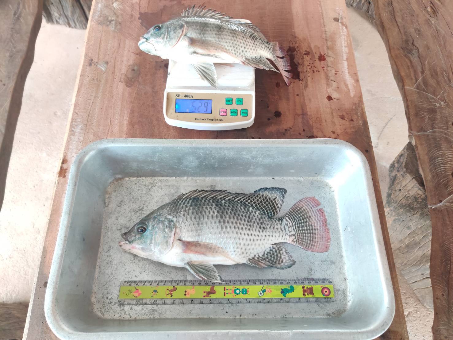 ประมงอำเภอเดชอุดมรับผิดชอบงานด้านประมงอำเภอทุ่งศรีอุดม ร่วมกับเจ้าหน้าที่ในพื้นที่ดำเนินการติดตามและประเมินผลโครงการพัฒนาเสริมทางเลือกอาชีพด้านการประมง  อ.ทุ่งศรีอุดม..คลิก