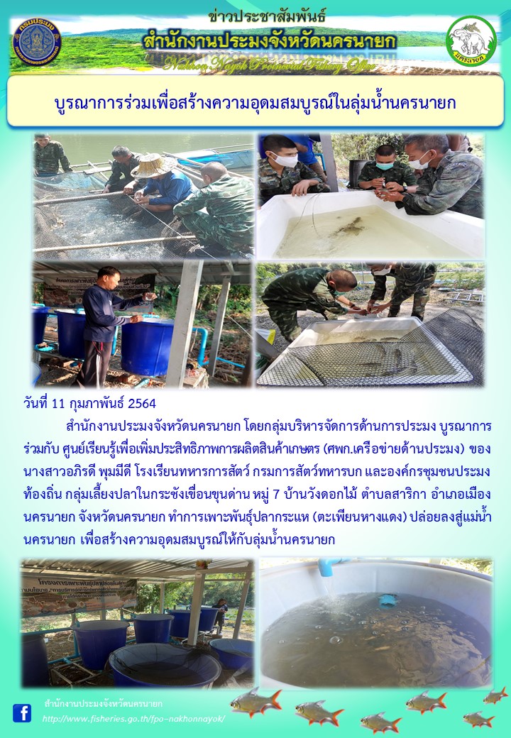 เพาะพันธุ์ปลากระแห (ตะเพียนหางแดง) ปล่อยลงสู่แม่น้ำนครนายก..คลิก