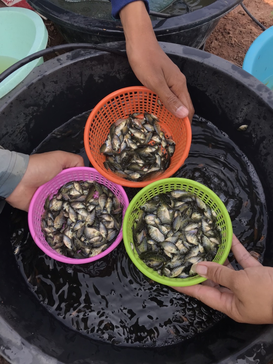 ทางรอดใหม่ของเกษตรกร เลี้ยงปลาต้นทุนต่ำ..คลิก