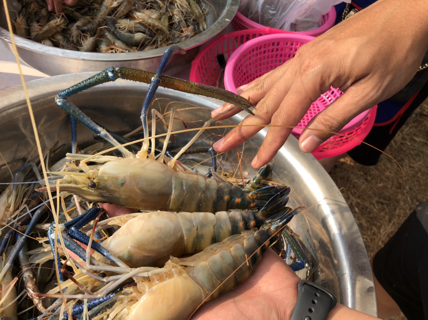 กุ้งใหญ่เท่าแขน ราคาเบาๆ ส่งตรงจากปากบ่อ การันตีถูกจริง..คลิก