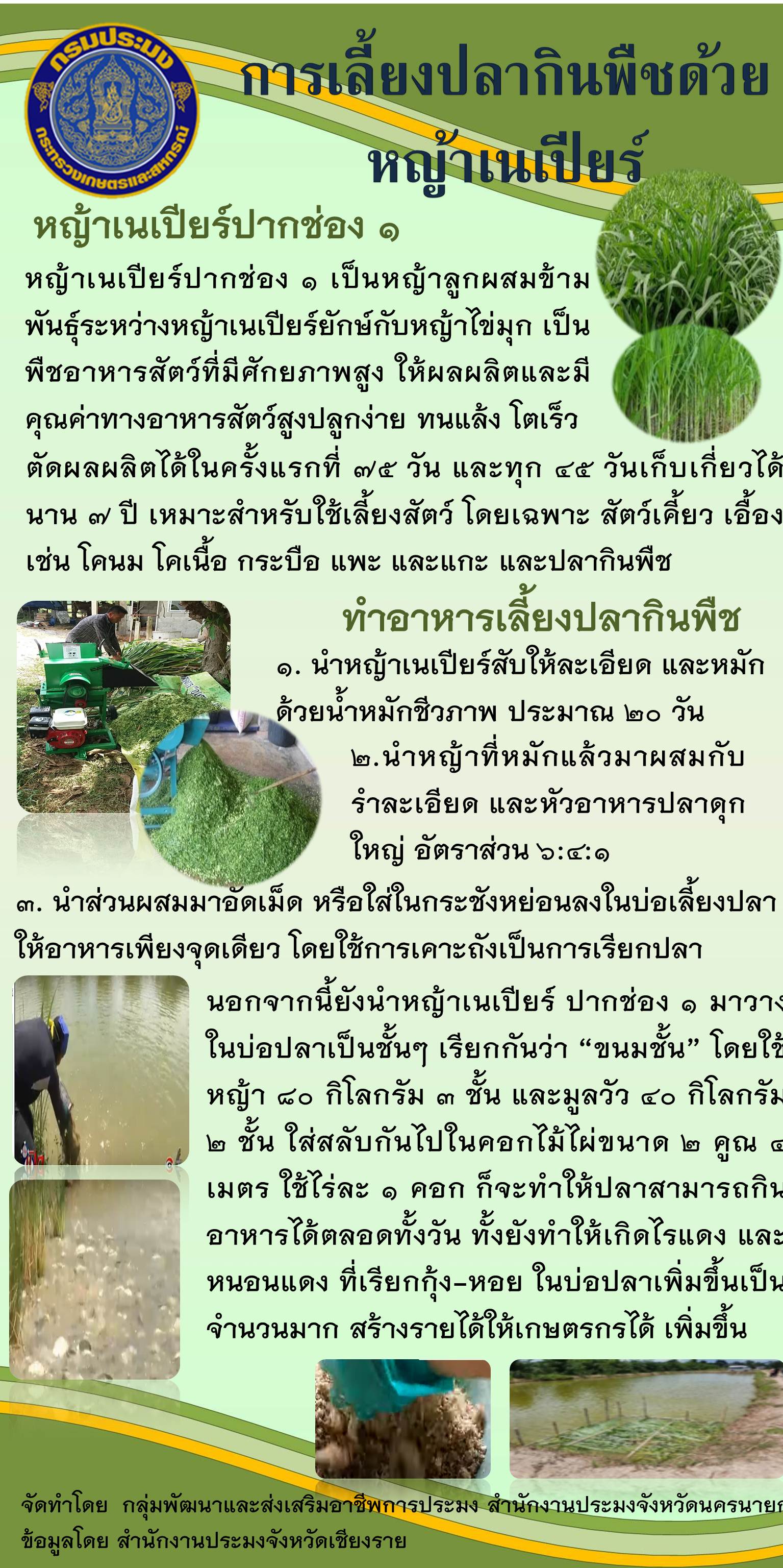 หญ้าเนเปียร์ ทางรอดใหม่ของเกษตรกรในยุคโควิด-19..คลิก