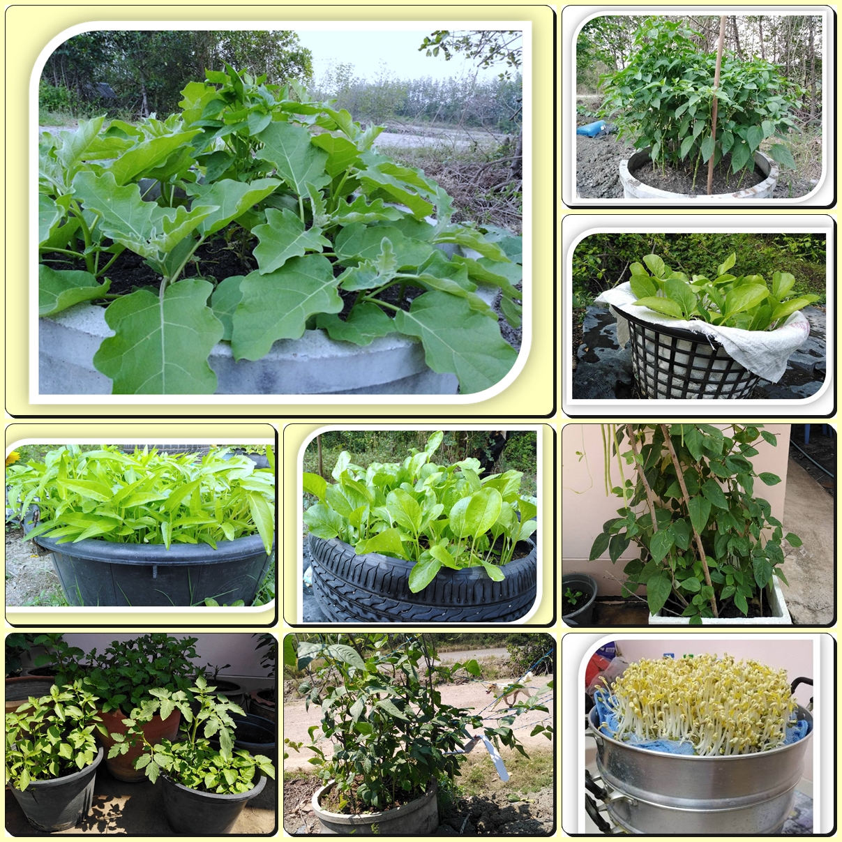 การขับเคลื่อนนโยบายกระทรวงเกษตรและสหกรณ์ 