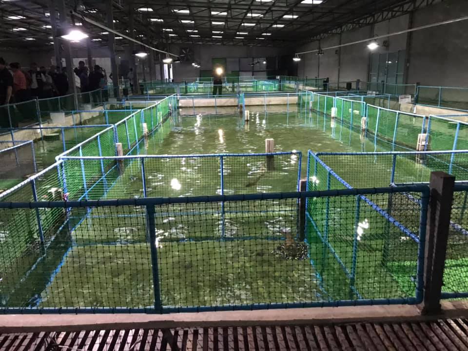 ต้อนรับท่านอธิบดีกรมประมงและคณะ ในโอกาสเข้าเยี่ยมชมฟาร์มเลี้ยงปลากระเบนน้ำจืดสวยงาม จังหวัดหนองคาย..คลิก