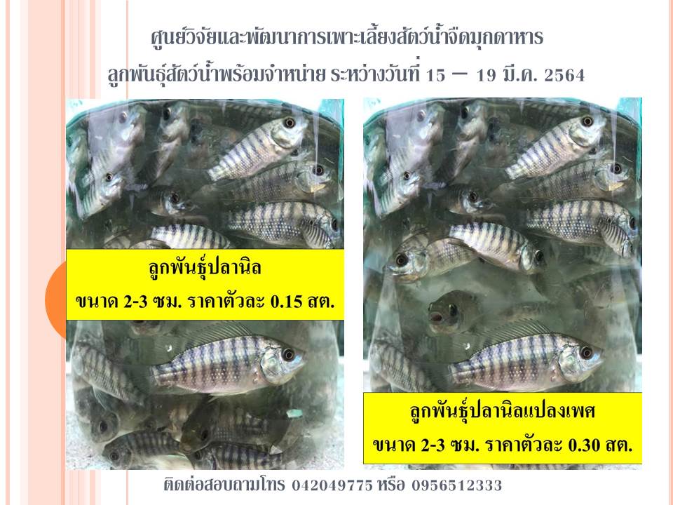 ลูกพันธุ์สัตว์น้ำพร้อมจำหน่าย