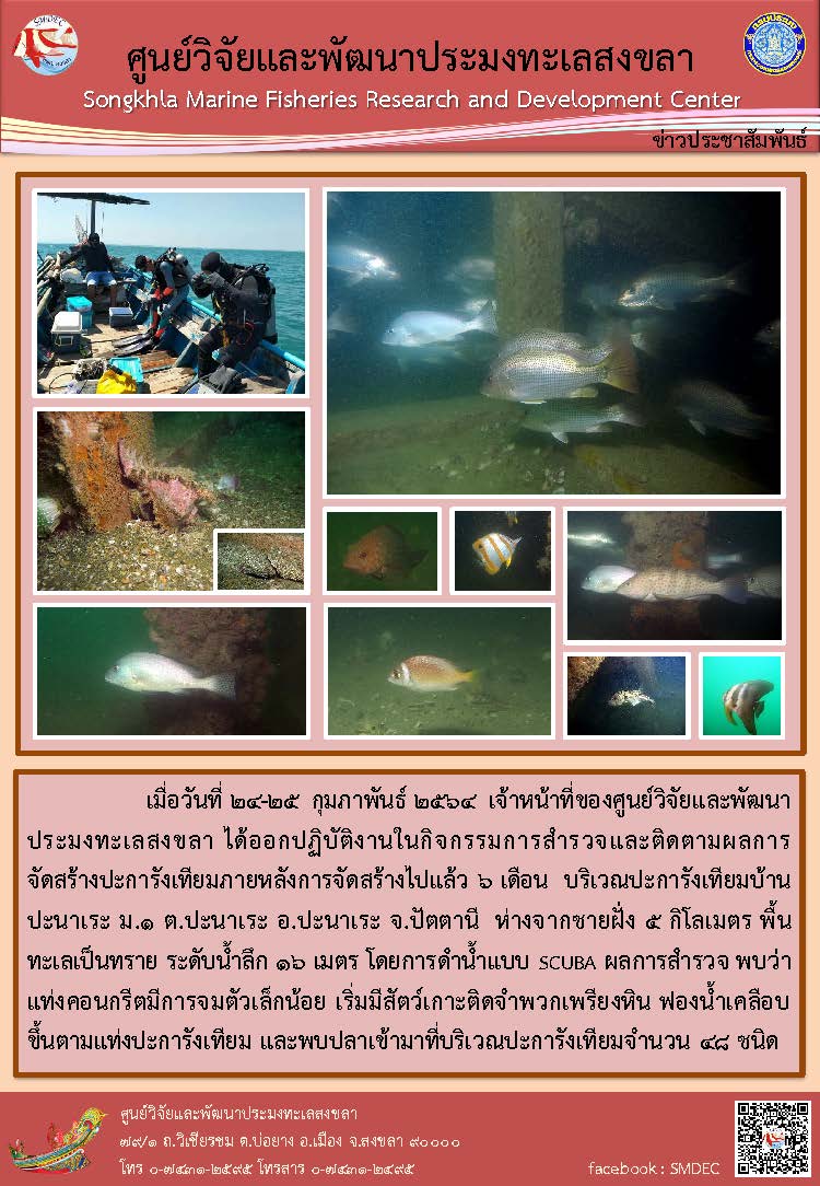 เมื่อวันที่ 24-25 กพ.64 เจ้าหน้าที่ของศูนย์วิจัยและพัฒนาประมงสงขลา ได้ออกปฏิบัติงานในกิจกรรมการสำรวจและติดตามผลการจัดสร้างปะการังเทียมภายหลังการจัดสร้างไปแล้ว 6เดือน ที่จังหวัดปัตตานี โดยการดำน้ำแบบ SCUBA  ผลการสำรวจ พบว่าเริ่มมีสัตว์เกาะติดจำพวกเพรียงหิน ฟองน้ำเคลือบขึ้นตามแท่งปะการังเทียม และพบปลาเข้ามาที่บริเวณปะการังเทียมจำนวน 48 ชนิด..คลิก