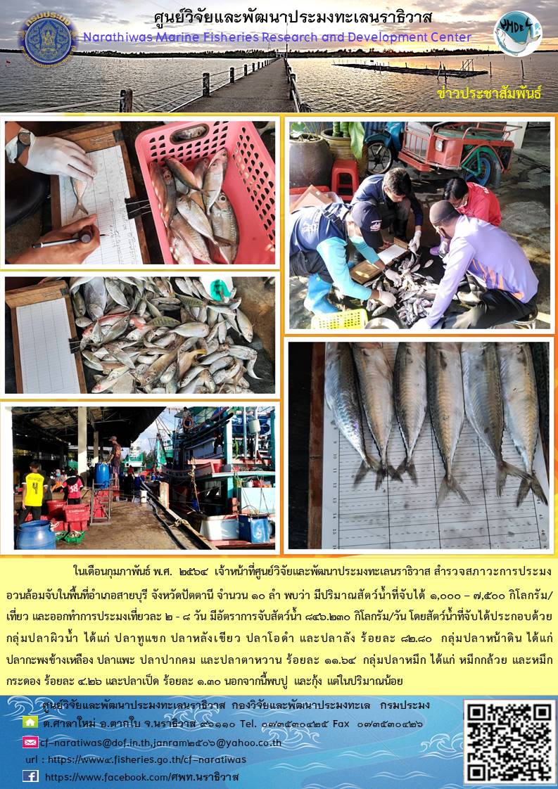ในเดือนกุมภาพันธ์ 2564 เจ้าหน้าที่ของศุนย์วิจัยและพัฒนาประมงทะเลนราธิวาส สำรวจสภาวะการประมงอวนล้อมจับในพื้นที่อำเภอสายบุรี จ.ปัตตานี จำนวน 10 ลำ โดยสัตว์น้ำที่จับได้ประกอบด้วย กลุ่มปลาผิวน้ำ เช่น ปลาทูแขก ปลาหลังเขียว ฯ กลุ่มปลาหน้าดิน เช่น ปลากะพงข้างเหลือง ปลาแพะ ฯ กลุ่มปลาหมึก เช่น หมึกกล้วย และหมึกกระดอง ฯลฯ..คลิก