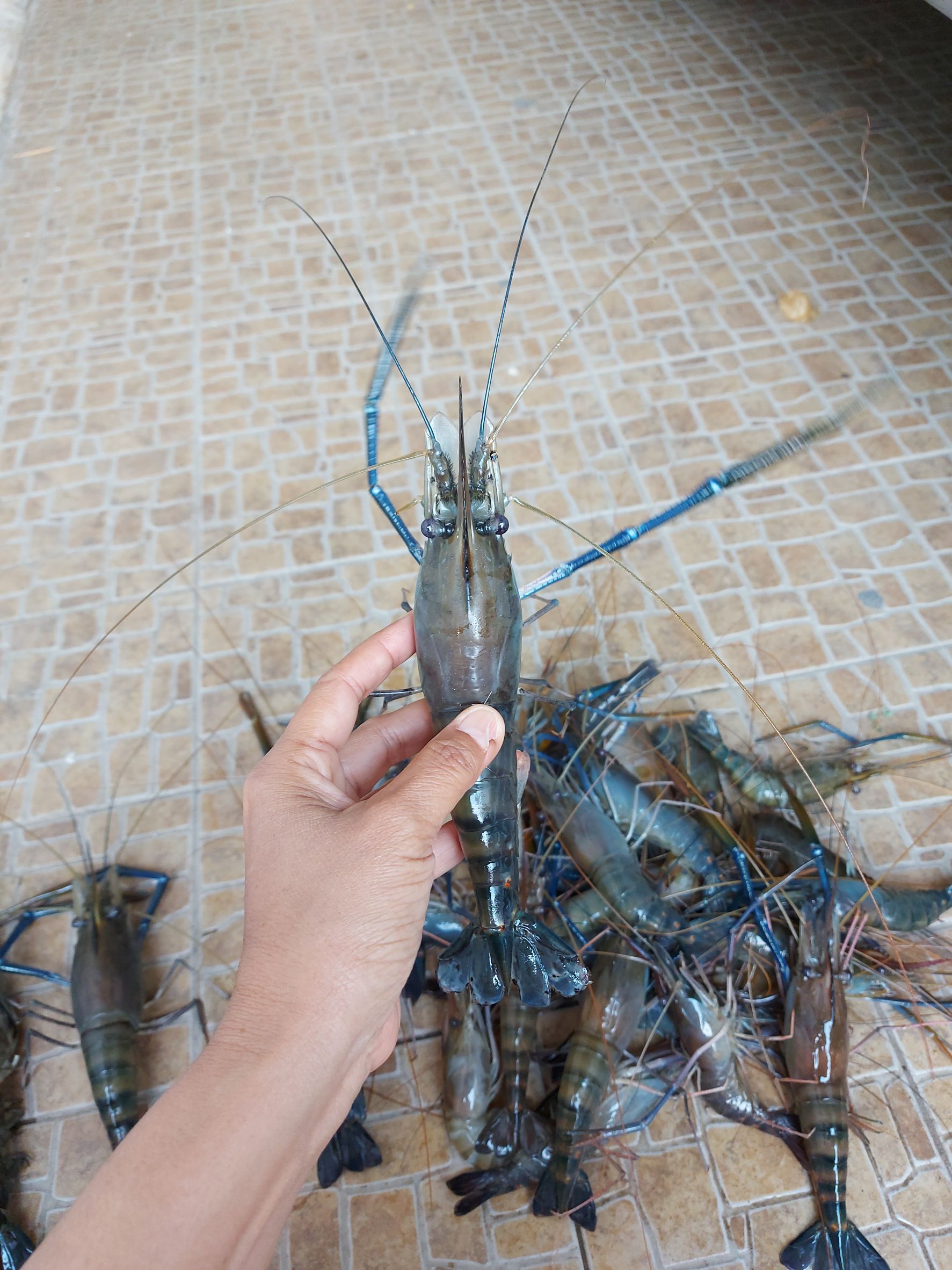 ฟื้นคืนชีพกุ้งแม่น้ำแท้ๆ ในแม่น้ำนครนายก..คลิก