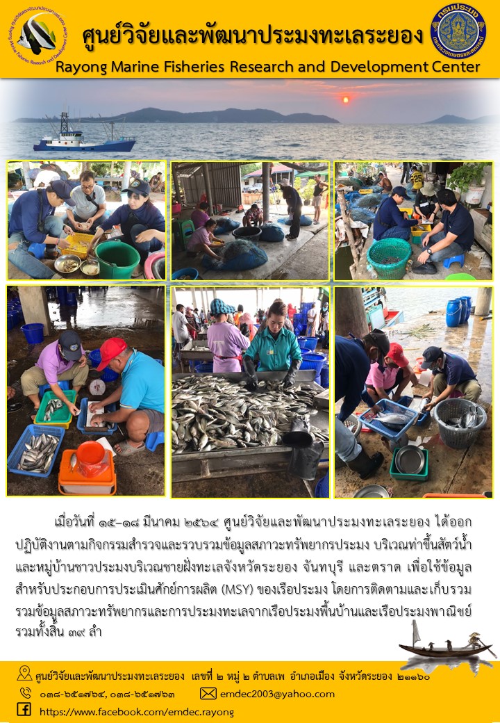 เมื่อวันที่ 15-18 มีนาคม 2564 ศูนย์วิจัยและพัฒนาประมงทะเลระยอง ได้ออกปฏิบัติงานตามกิจกรรมสำรวจและรวบรวมข้อมูลสภาวะทรัพยากรประมง บริเวณท่าขึ้นสัตว์น้ำและหมูบ้านชาวประมงบริเวณชายฝั่งทะเลจังหวัดระยอง จันทบุรี และตราด เพื่อใช้ข้อมูลสำหรับประกอบการประเมินศักย์การผลิต (MSY) โดยการติดตามและเก็บรวบรวมข้อมูลสภาวะทรัพยากรและการประมงทะเลจากเรือประมงพื้นบ้านและเรือประมงพาณิชย์ รวม 39 ลำ..คลิก