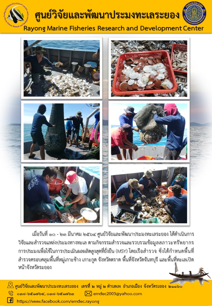 เมื่อวันที่ 10 - 23 มีนาคม 2564 ศูนย์วิจัยและพัฒนาประมงทะเลระยอง ได้ดำเนินการวิจัยและสำรวจแหล่งประมงทางทะเล ตามกิจกรรมสำรวจและรวบรวมข้อมูลสภาวะทรัพยากรการประมงเพื่อใช้ในการประเมินผลผลิตสูงสุดที่ยั่งยืน โดยเรือสำรวจ ซึ่งได้กไหนดพื้นที่สำรวจครอบคลุมพื้นที่หมู่เกาะช้าง เกาะกูด จังหวัดตราด พื้นที่จังหวัดจันทบุรี และพื้นที่ทะเลเปิดหน้าจังหวัดระยอง..คลิก
