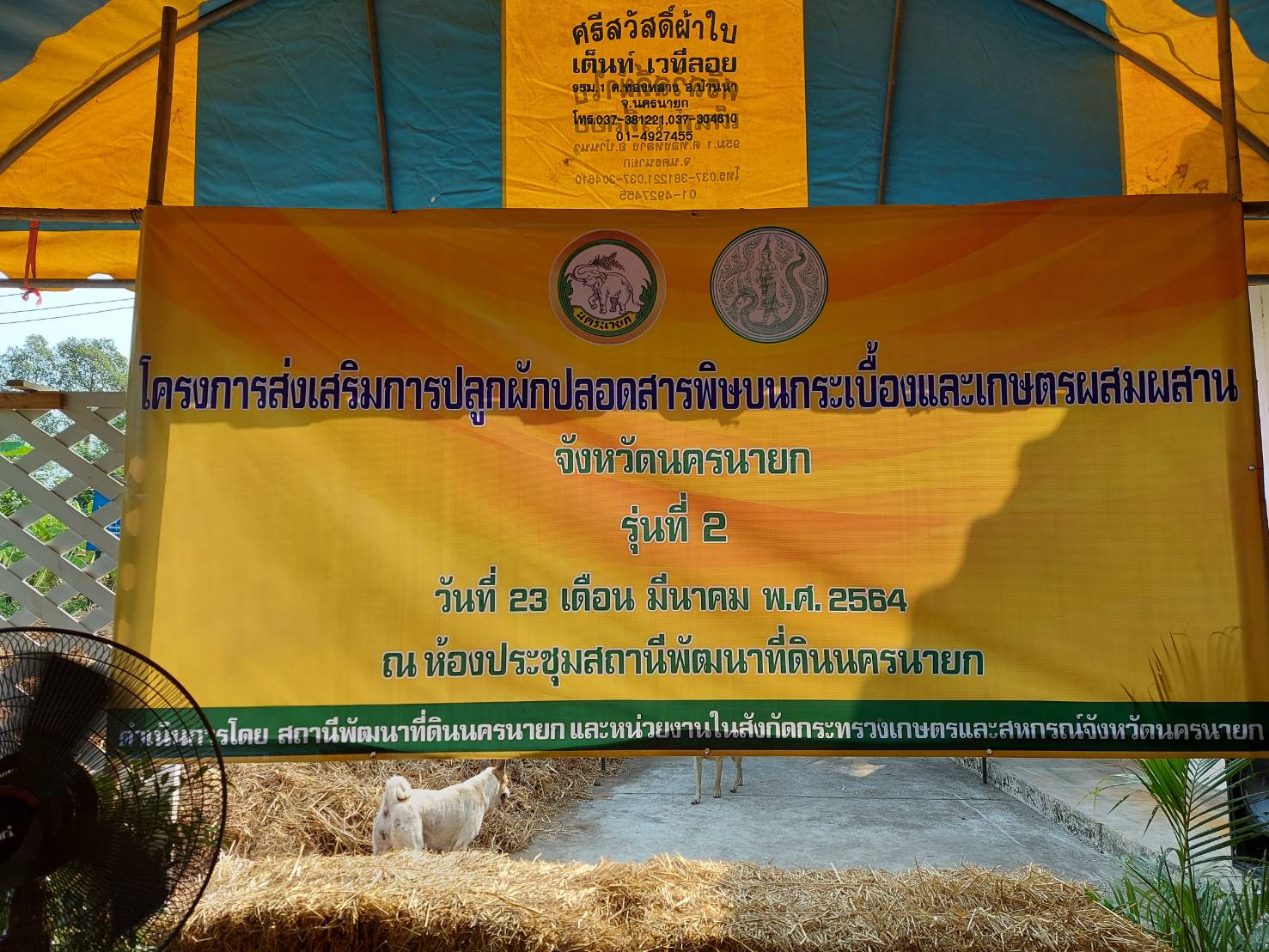 ปลูกผักปลอดสารพิษบนกระเบื้องร่วมกับเลี้ยงปลาในถังพลาสติก นวัตกรรมใหม่แห่งวงการเกษตรไทย..คลิก
