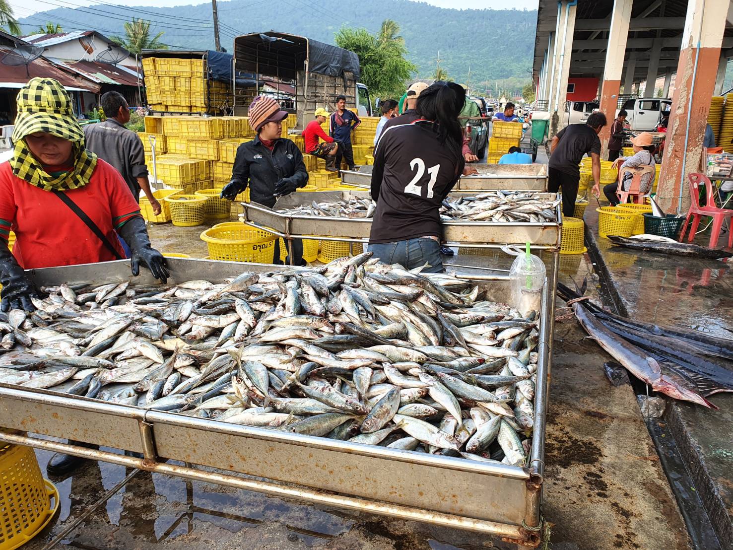 สุ่มตรวจสารฟอร์มาลินในสัตว์น้ำสด ณ ท่าเทียบเรือจังหวัดตราด จันทบุรี ระยอง และชลบุรี..คลิก