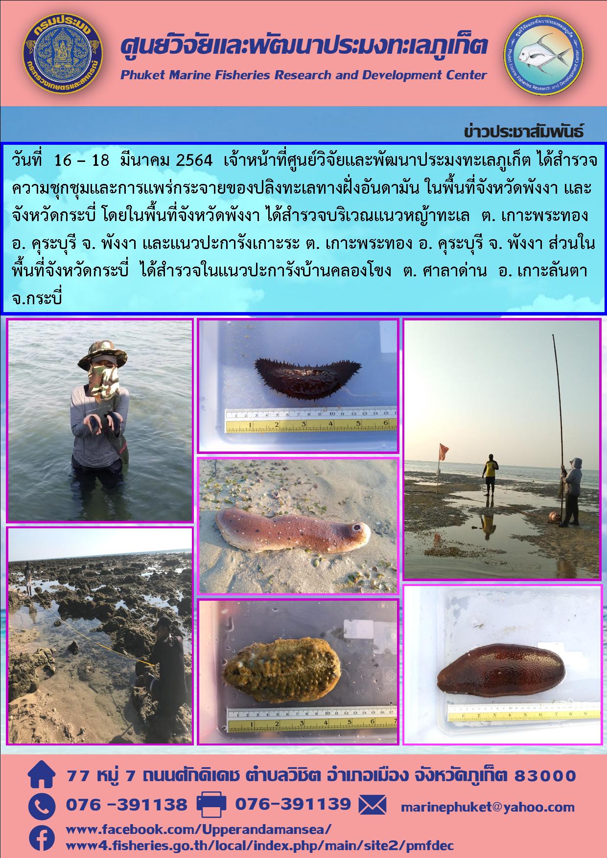วันที่  16 – 18  มีนาคม 2564 เจ้าหน้าที่ศูนย์วิจัยและพัฒนาประมงทะเลภูเก็ต ได้สำรวจความชุกชุมและการแพร่กระจายของปลิงทะเลทางฝั่งอันดามันในพื้นที่จ. พังงา และจ. กระบี่..คลิก