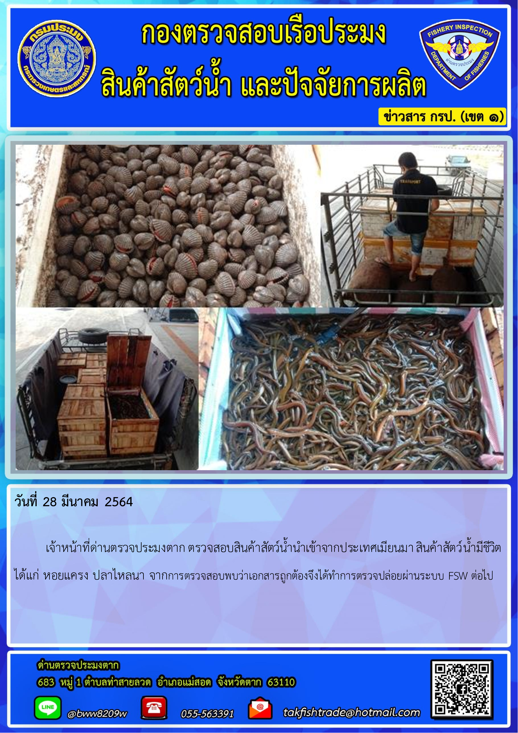วันที่ 28 มีนาคม 2564   	เจ้าหน้าที่ด่านตรวจประมงตาก ตรวจสอบสินค้าสัตว์น้ำนำเข้าจากประเทศเมียนมา สินค้าสัตว์น้ำมีชีวิต  ได้แก่ หอยแครง ปลาไหลนา จากการตรวจสอบพบว่าเอกสารถูกต้องจึงได้ทำการตรวจปล่อยผ่านระบบ FSW ต่อไป..คลิก