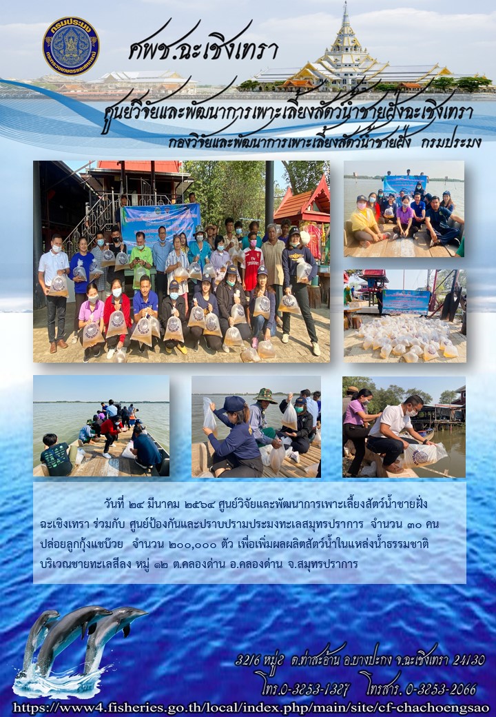 กิจกรรมปล่อยกุ้งของศพช.ฉะเชิงเทราร่วมกับศูนย์ป้องกันและปราบปรามประมงทะเลสมุทรปราการ..คลิก