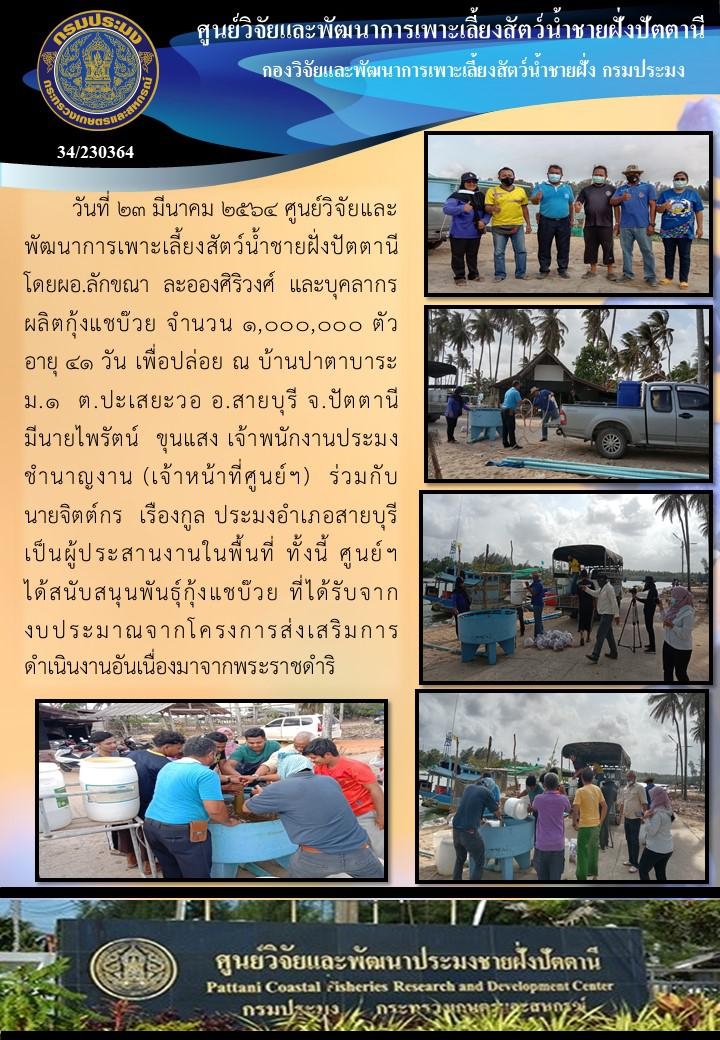 กิจกรรมปล่อยพันธุ์กุ้งแชบ๊วย 1,000,000 ตัว และหอยหวาน จำนวน 20,000ตัว   บริเวณบ้านปาตาบาระ อ.สายบุรี จ.ปัตตานี..คลิก