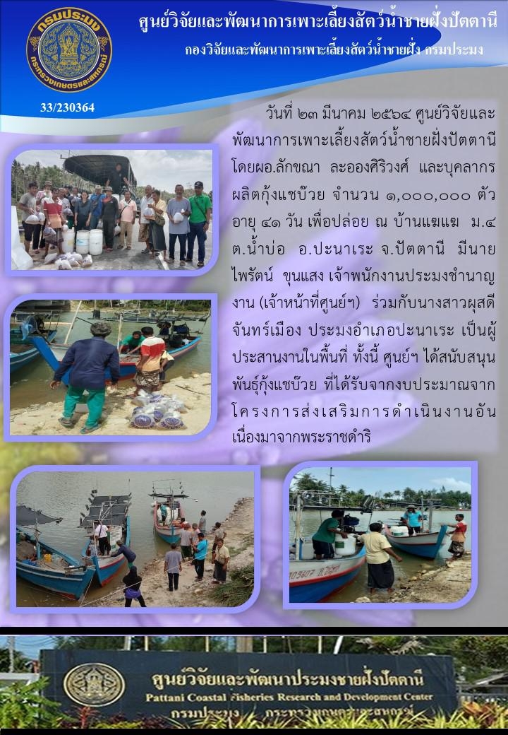 กิจกรรมปล่อยพันธุ์กุ้งแชบ๊วย 1,000,000 ตัว    บริเวณหาดแฆแฆ อ.ปานาเระ จ.ปัตตานี..คลิก