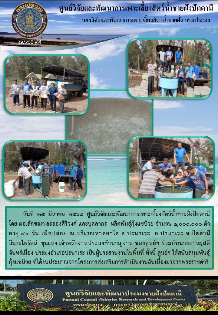 กิจกรรมปล่อยพันธุ์กุ้งแชบ๊วย 1,000,000 ตัว    บริเวณหาดคาโต อ.ปานาเระ จ.ปัตตานี..คลิก