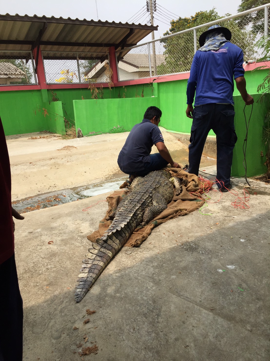 การดำเนินการตามกระบวนการครบกำหนดระยะเวลาตามระเบียบว่าด้วยการดำเนินการเกี่ยวกับสัตว์ป่า หรือซากสัตว์ป่า ซึ่งเป็นสัตว์น้ำที่ตกเป็นของแผ่นดิน พ.ศ. 2541