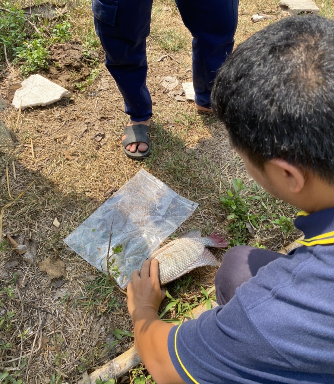 ออกตรวจประเมินฟาร์มเพื่อต่ออายุการรับรองมาตรฐานการปฏิบัติทางการเพาะเลี้ยงสัตว์น้ำที่ดี สำหรับการผลิตสัตว์น้ำจืด (GAP)..คลิก