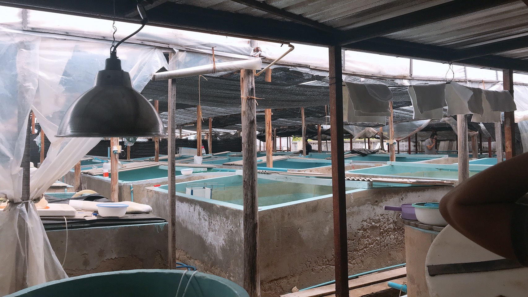 เข้าตรวจรับรองมาตรฐานฟาร์มพ่อแม่พันธุ์กุ้งก้ามกรามตามหลักพันธุศาสตร์ ในพื้นที่จังหวัดชลบุรี 