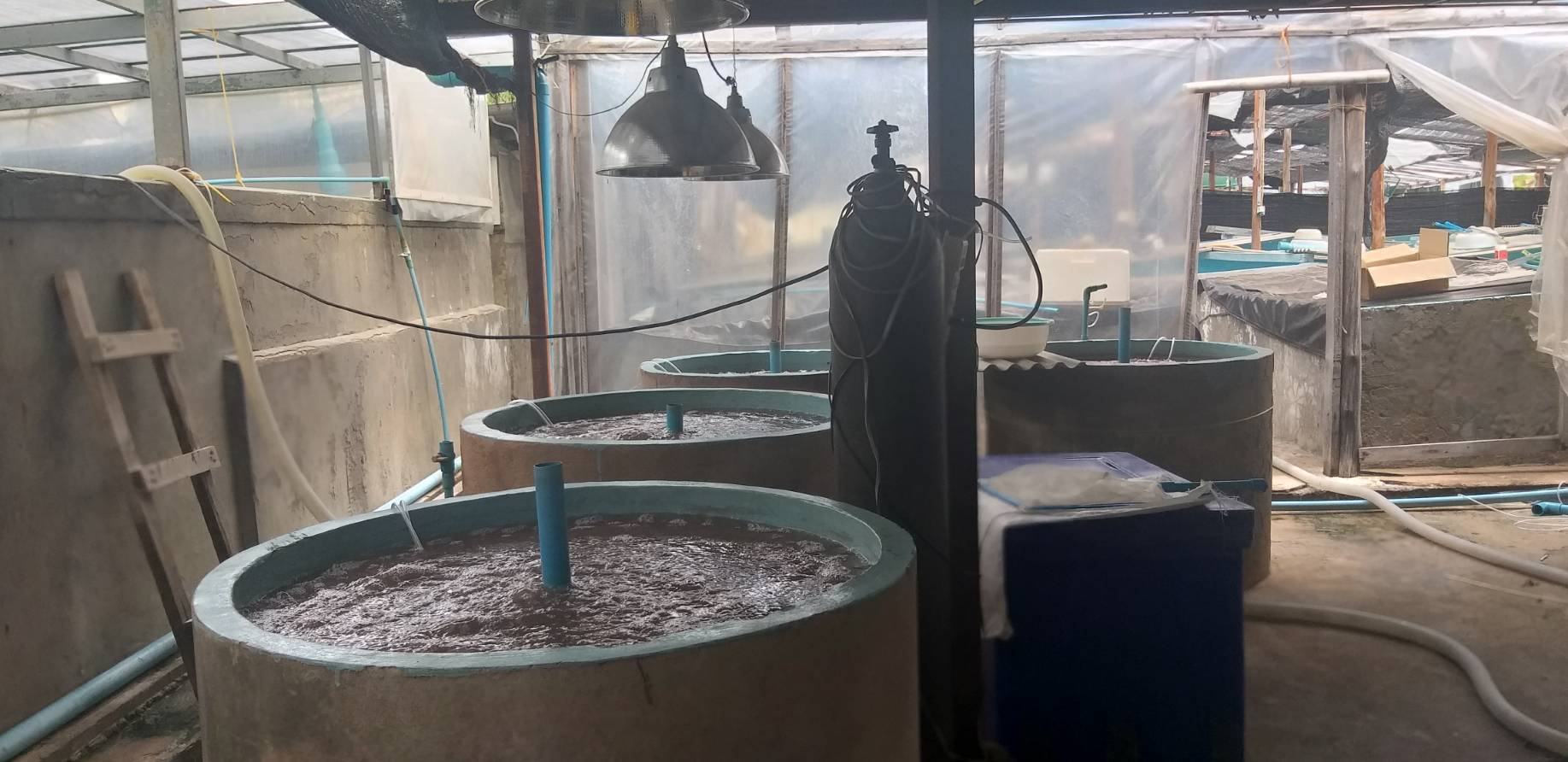 เข้าตรวจรับรองมาตรฐานฟาร์มพ่อแม่พันธุ์กุ้งก้ามกรามตามหลักพันธุศาสตร์ ในพื้นที่จังหวัดชลบุรี 