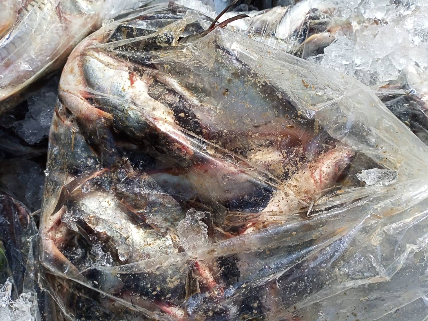 ผลการปฏิบัติงานด่านตรวจประมงสุรินทร์ วันที่ 19 เมษายน พ.ศ.2564..คลิก