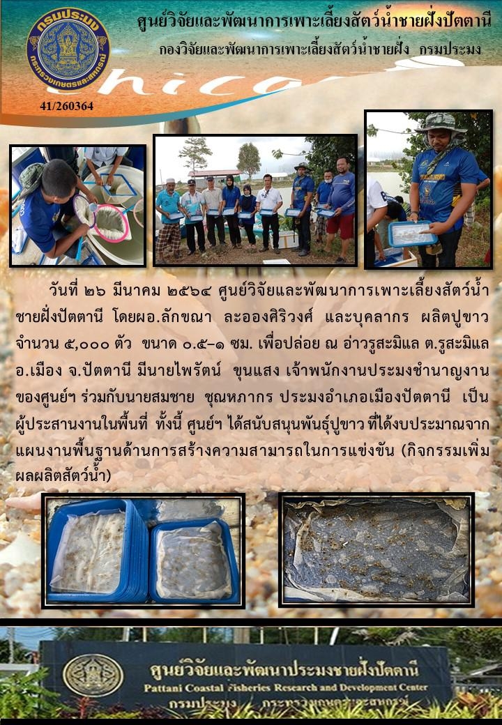 กิจกรรมปล่อยพันธุ์ปูทองหลาง(ปูขาว)จำนวน 5,000 ตัว  บริเวณ ปากอ่าวรูสะมีแล อำเภอเมือง จังหวัดปัตตานี..คลิก