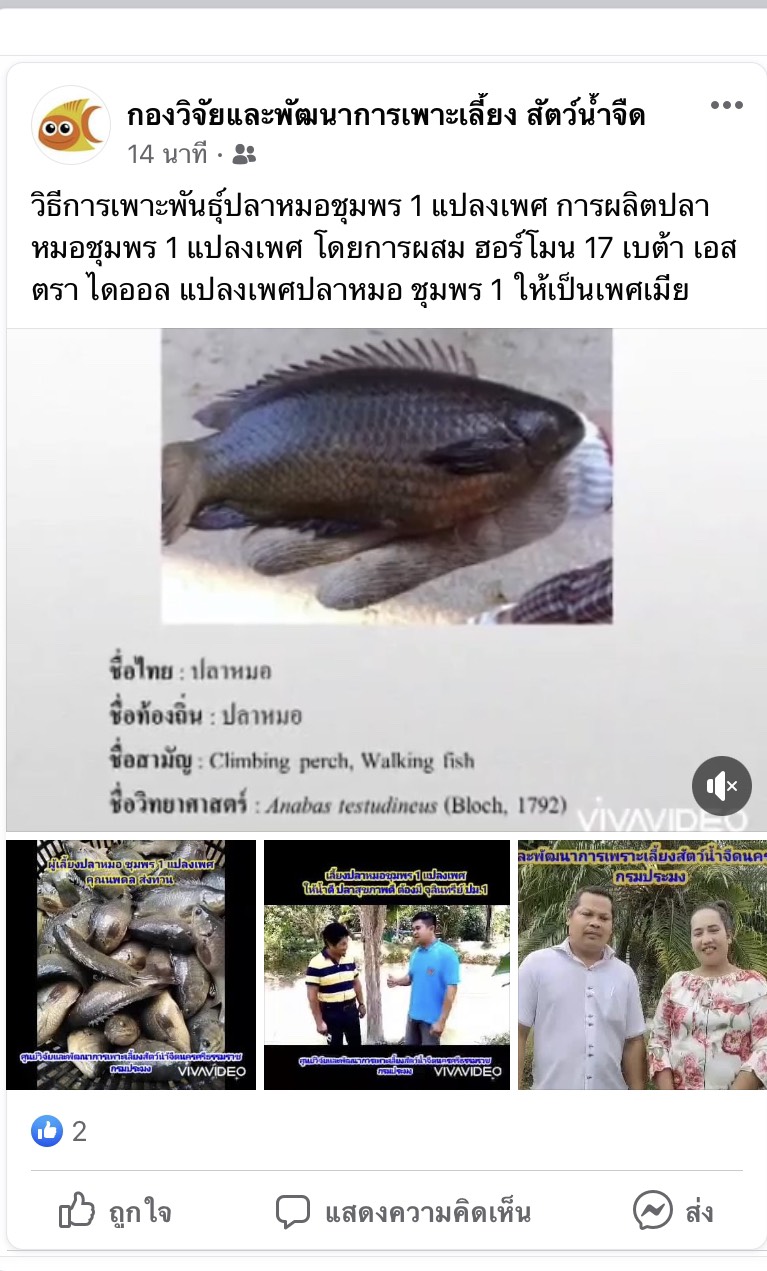 วิธีการเพาะพันธุ์ปลาหมอชุมพร 1 แปลงเพศ