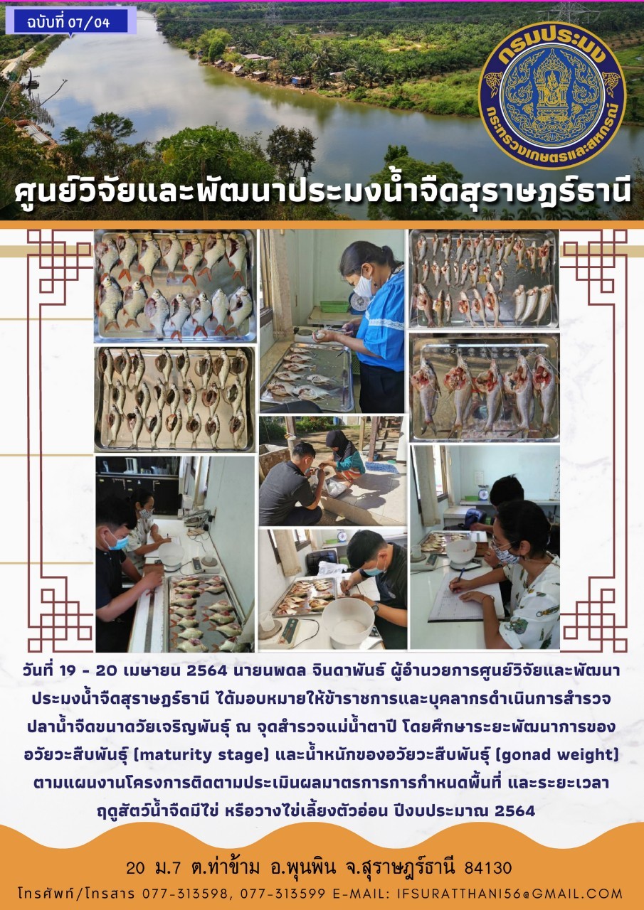 สำรวจปลาน้ำจืดขนาดวัยเจริญพันธุ์