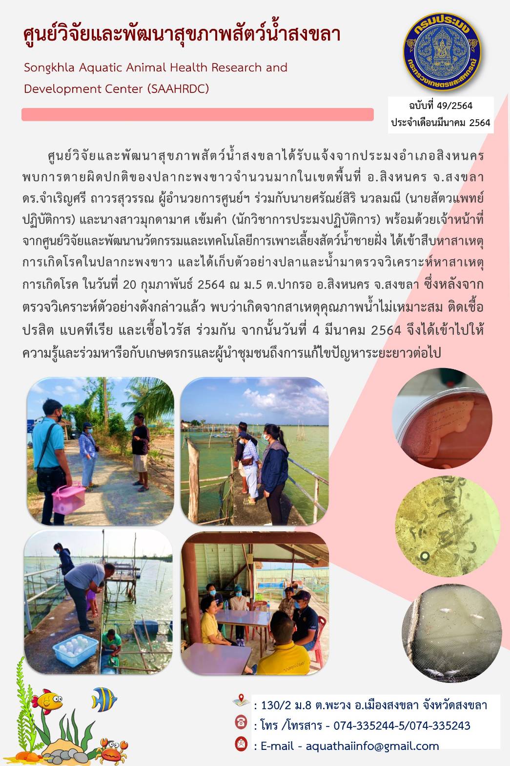 ฉบับที่ 49/2564 ศูนย์วิจัยและพัฒนาสุขภาพสัตว์น้ำสงขลา ร่วมกับศูนย์วิจัยและพัฒนานวัตกรรมและเทคโนโลยีการเพาะเลี้ยงสัตว์น้ำชายฝั่ง ได้เข้าสืบหาสาเหตุ การเกิดโรคในปลากะพงขาว และได้เก็บตัวอย่างปลาและน้ำมาตรวจวิเคราะห์หาสาเหตุ การเกิดโรค..คลิก