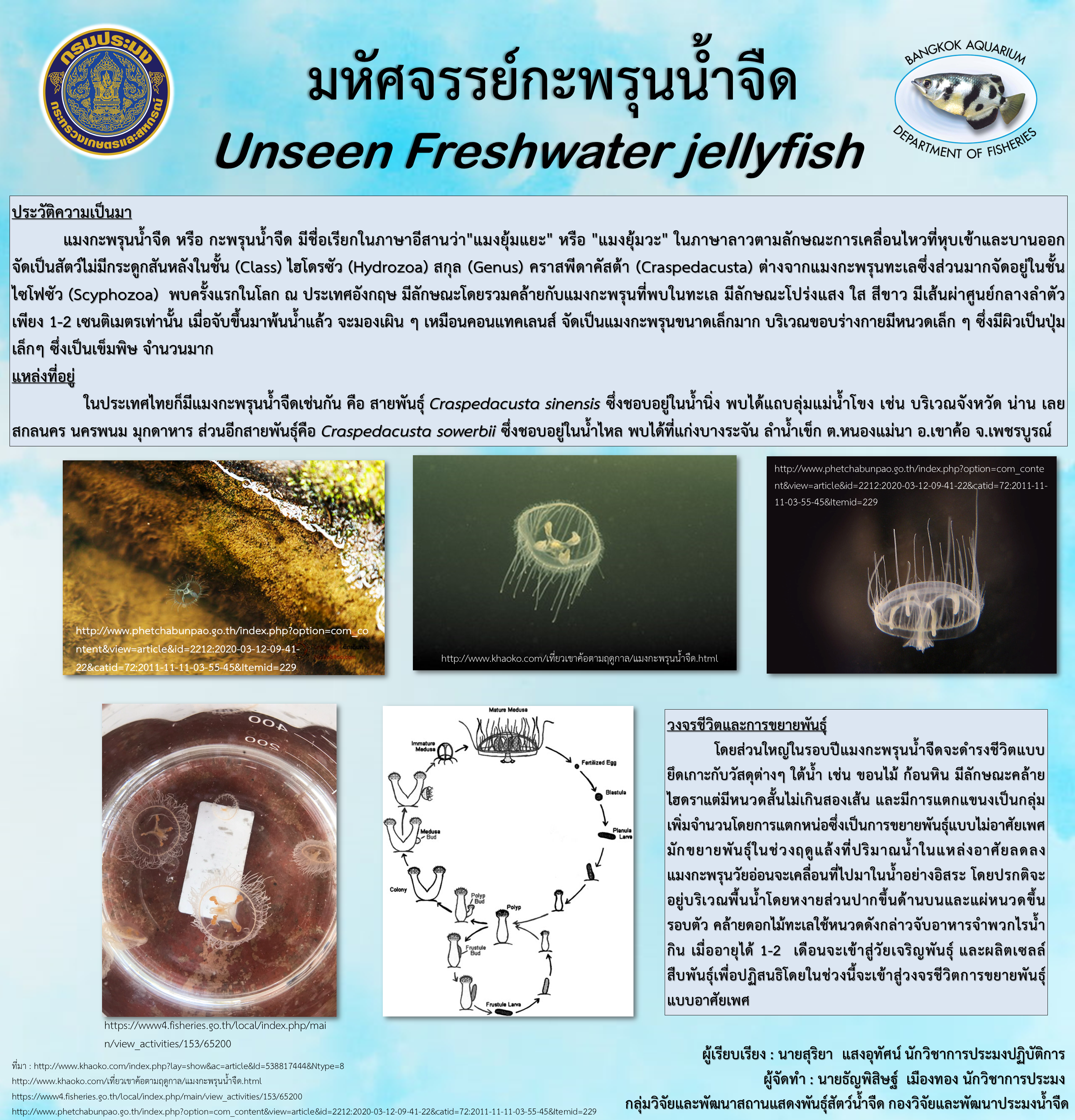 มหัศจรรย์กะพรุนน้ำจืด Unseen Freshwater jellyfish