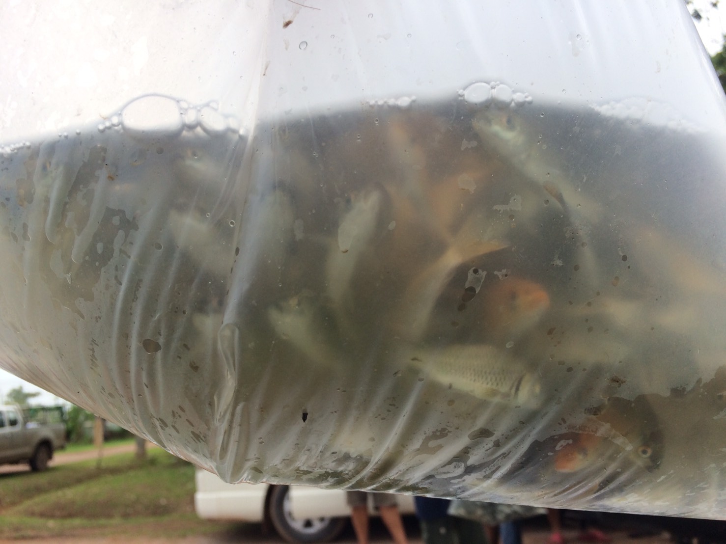 ตรวจสอบลูกพันธุ์สัตว์น้ำ ส่งออกไปยัง สปป.ลาว..คลิก