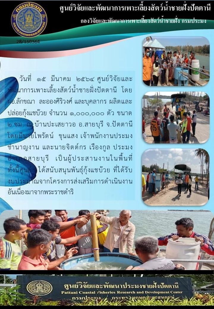 กิจกรรมปล่อยพันธุ์กุ้งแชบ๊วย 2,000,000 ตัว  บริเวณบ้านปะเสยะวอ อ.สายบุรีและบริเวณหาดบางสาย อ.ไม้แก่น จ.ปัตตานี..คลิก
