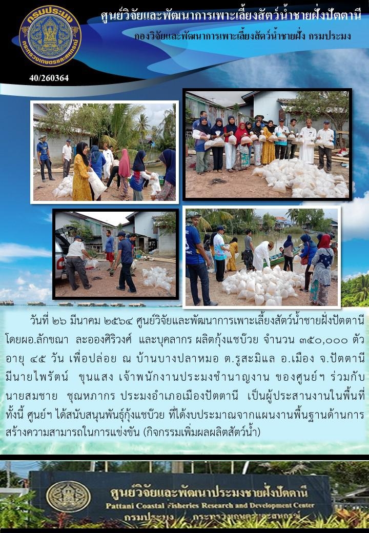 กิจกรรมปล่อยพันธุ์กุ้งแชบ๊วย 350,000 ตัว    บริเวณคลองบางปลาหมอ อ.เมือง จ.ปัตตานี..คลิก