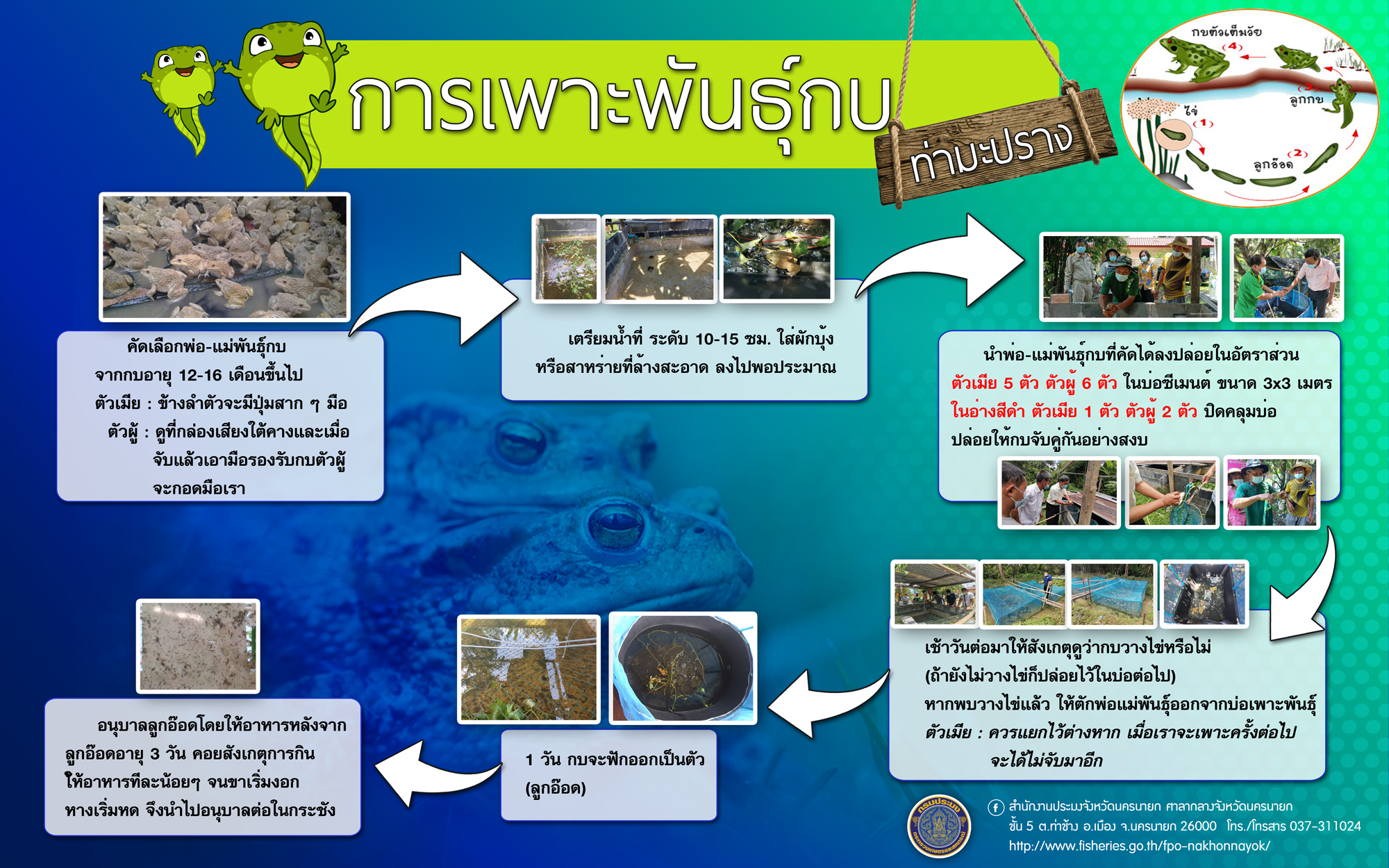 การเพาะพันธุ์กบ (จากกลุ่มผู้เลี้ยงกบบ้านท่ามะปราง หมู่ 6 ตำบลนาหินลาด อำเภอปากพลี)..คลิก